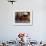 Children Read Together from Muslim's Holy Quran in Karachi, Pakistan-null-Framed Photographic Print displayed on a wall