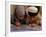 Children Read Together from Muslim's Holy Quran in Karachi, Pakistan-null-Framed Photographic Print