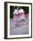 Children's Dance Group at Poble Espanyol, Montjuic, Barcelona, Spain-Michele Westmorland-Framed Photographic Print