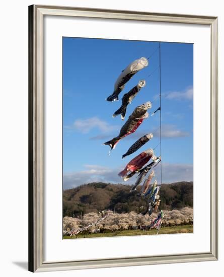 Children'S' Day Flying Fish over River, Kitakami River, Kitakami, Iwate Prefecture, Japan-null-Framed Photographic Print