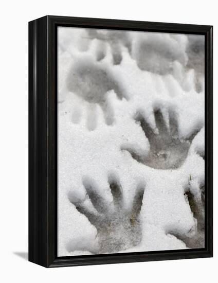 Children's Handprints in a Spring Snow-John Nordell-Framed Premier Image Canvas