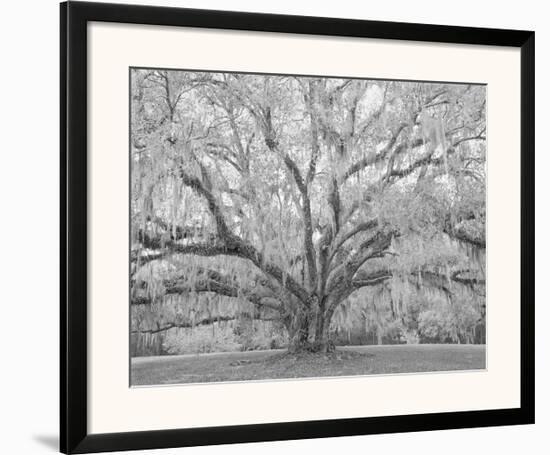 Children’s Oak, Louisiana-William Guion-Framed Giclee Print