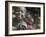 Children Smiling, Busso Village, Konso Tribe, Ethiopia-Janis Miglavs-Framed Photographic Print