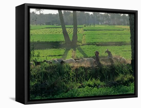 Children Tending Family Herds in Cultivated Fields at Saqqara, Egypt-Kenneth Garrett-Framed Premier Image Canvas