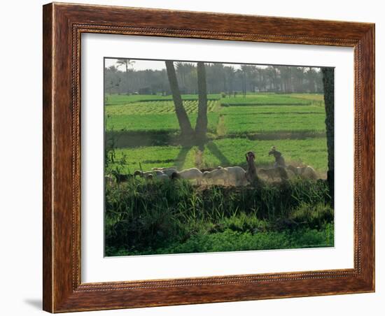 Children Tending Family Herds in Cultivated Fields at Saqqara, Egypt-Kenneth Garrett-Framed Photographic Print