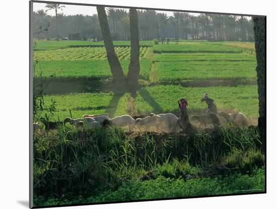 Children Tending Family Herds in Cultivated Fields at Saqqara, Egypt-Kenneth Garrett-Mounted Photographic Print