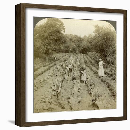 Children Working in a Vegetable Garden, Salvation Army Home, Spring Valley, New York, Usa-Underwood & Underwood-Framed Photographic Print