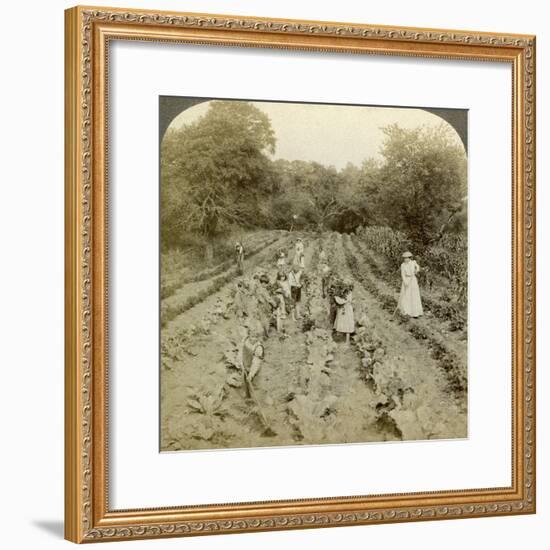 Children Working in a Vegetable Garden, Salvation Army Home, Spring Valley, New York, Usa-Underwood & Underwood-Framed Photographic Print