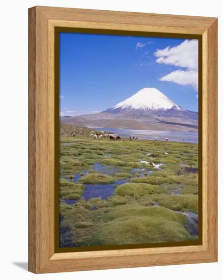 Chile, Andes, Lauca National Park, Lake Chungara and Volcan Parinacota, 6300M-Geoff Renner-Framed Premier Image Canvas