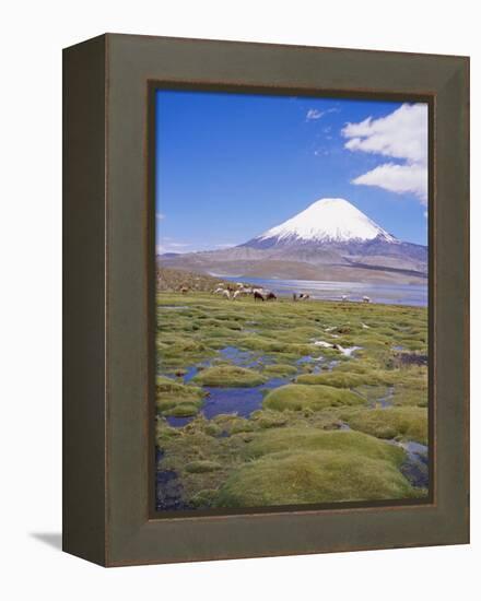 Chile, Andes, Lauca National Park, Lake Chungara and Volcan Parinacota, 6300M-Geoff Renner-Framed Premier Image Canvas