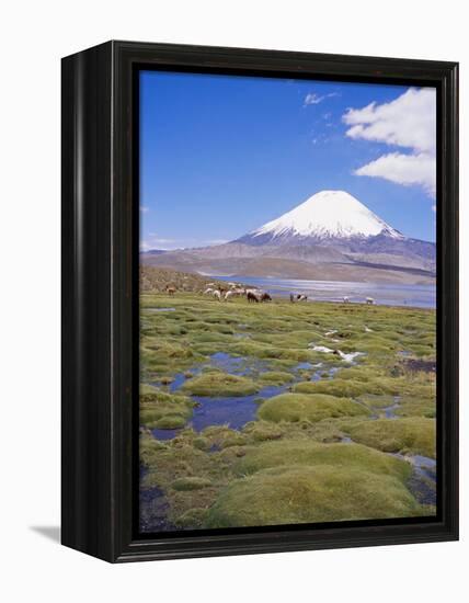 Chile, Andes, Lauca National Park, Lake Chungara and Volcan Parinacota, 6300M-Geoff Renner-Framed Premier Image Canvas