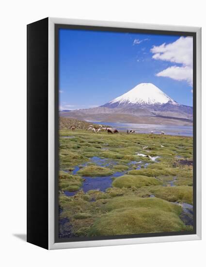 Chile, Andes, Lauca National Park, Lake Chungara and Volcan Parinacota, 6300M-Geoff Renner-Framed Premier Image Canvas