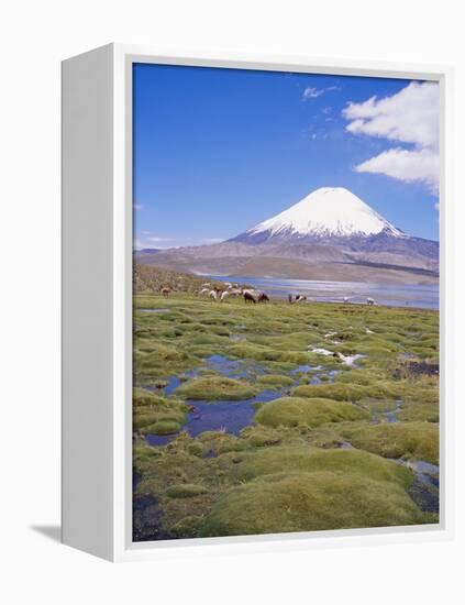 Chile, Andes, Lauca National Park, Lake Chungara and Volcan Parinacota, 6300M-Geoff Renner-Framed Premier Image Canvas