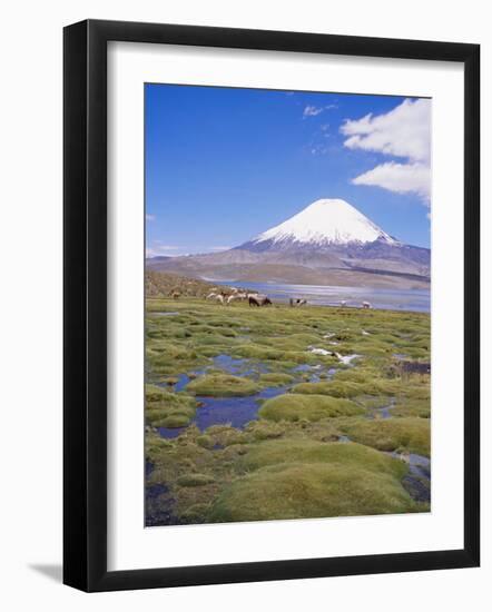 Chile, Andes, Lauca National Park, Lake Chungara and Volcan Parinacota, 6300M-Geoff Renner-Framed Photographic Print