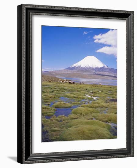 Chile, Andes, Lauca National Park, Lake Chungara and Volcan Parinacota, 6300M-Geoff Renner-Framed Photographic Print