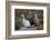 Chile, Andes Mountains, Tara Salt Lake. Close Up of Llamas Resting-Mallorie Ostrowitz-Framed Photographic Print