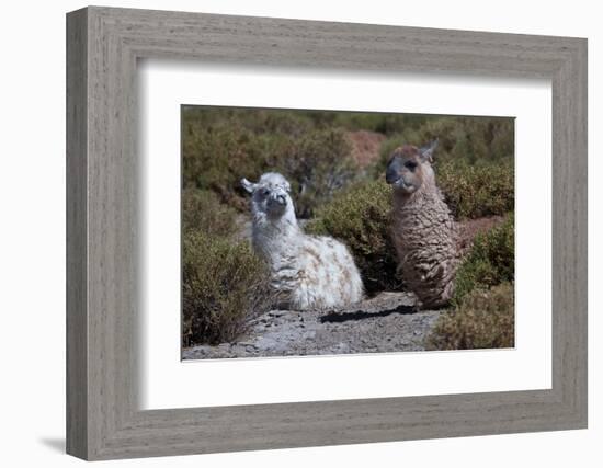 Chile, Andes Mountains, Tara Salt Lake. Close Up of Llamas Resting-Mallorie Ostrowitz-Framed Photographic Print