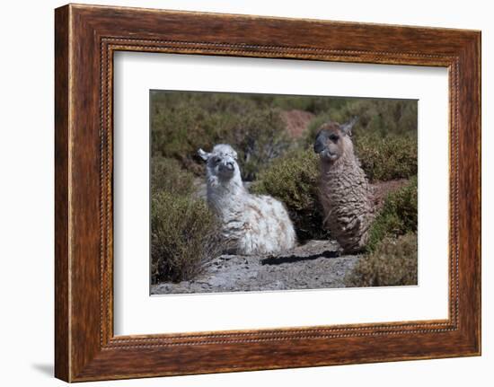 Chile, Andes Mountains, Tara Salt Lake. Close Up of Llamas Resting-Mallorie Ostrowitz-Framed Photographic Print