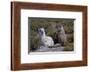 Chile, Andes Mountains, Tara Salt Lake. Close Up of Llamas Resting-Mallorie Ostrowitz-Framed Photographic Print