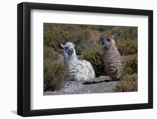 Chile, Andes Mountains, Tara Salt Lake. Close Up of Llamas Resting-Mallorie Ostrowitz-Framed Photographic Print