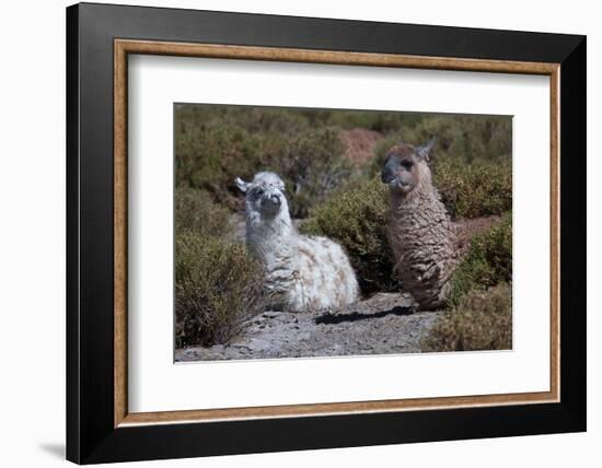 Chile, Andes Mountains, Tara Salt Lake. Close Up of Llamas Resting-Mallorie Ostrowitz-Framed Photographic Print