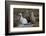 Chile, Andes Mountains, Tara Salt Lake. Close Up of Llamas Resting-Mallorie Ostrowitz-Framed Photographic Print