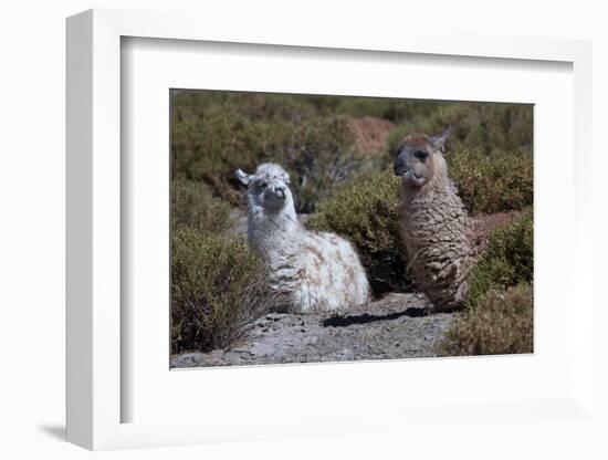 Chile, Andes Mountains, Tara Salt Lake. Close Up of Llamas Resting-Mallorie Ostrowitz-Framed Photographic Print