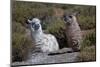Chile, Andes Mountains, Tara Salt Lake. Close Up of Llamas Resting-Mallorie Ostrowitz-Mounted Photographic Print