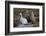 Chile, Andes Mountains, Tara Salt Lake. Close Up of Llamas Resting-Mallorie Ostrowitz-Framed Photographic Print