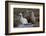 Chile, Andes Mountains, Tara Salt Lake. Close Up of Llamas Resting-Mallorie Ostrowitz-Framed Photographic Print