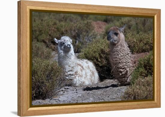 Chile, Andes Mountains, Tara Salt Lake. Close Up of Llamas Resting-Mallorie Ostrowitz-Framed Premier Image Canvas