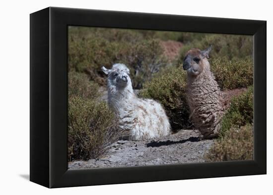 Chile, Andes Mountains, Tara Salt Lake. Close Up of Llamas Resting-Mallorie Ostrowitz-Framed Premier Image Canvas