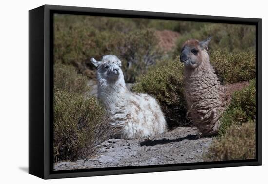 Chile, Andes Mountains, Tara Salt Lake. Close Up of Llamas Resting-Mallorie Ostrowitz-Framed Premier Image Canvas