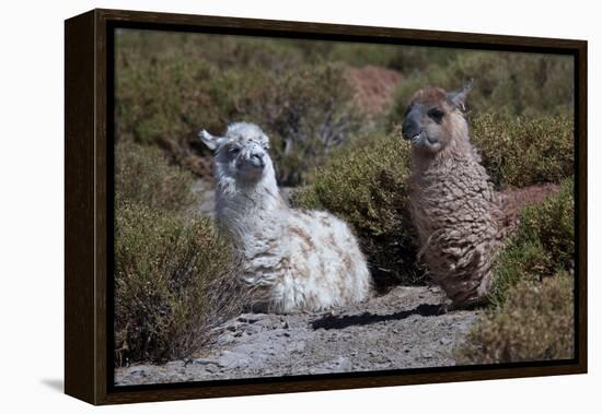 Chile, Andes Mountains, Tara Salt Lake. Close Up of Llamas Resting-Mallorie Ostrowitz-Framed Premier Image Canvas