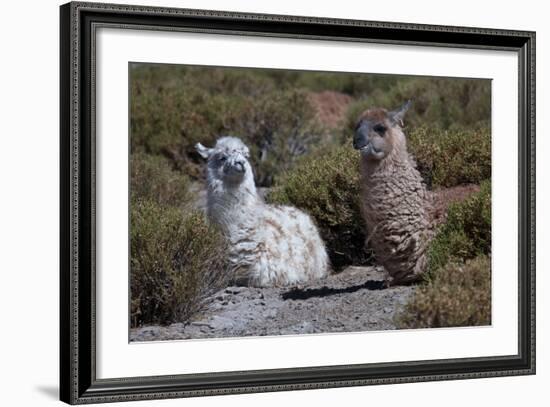 Chile, Andes Mountains, Tara Salt Lake. Close Up of Llamas Resting-Mallorie Ostrowitz-Framed Photographic Print