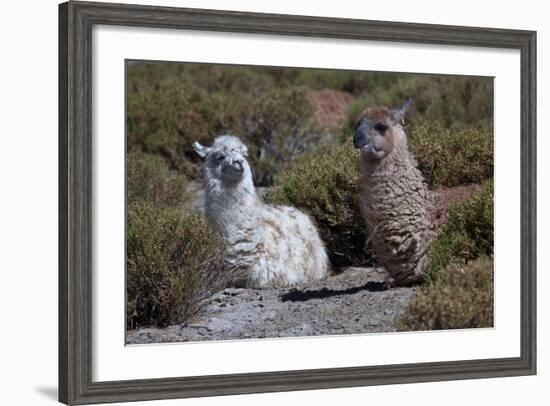 Chile, Andes Mountains, Tara Salt Lake. Close Up of Llamas Resting-Mallorie Ostrowitz-Framed Photographic Print