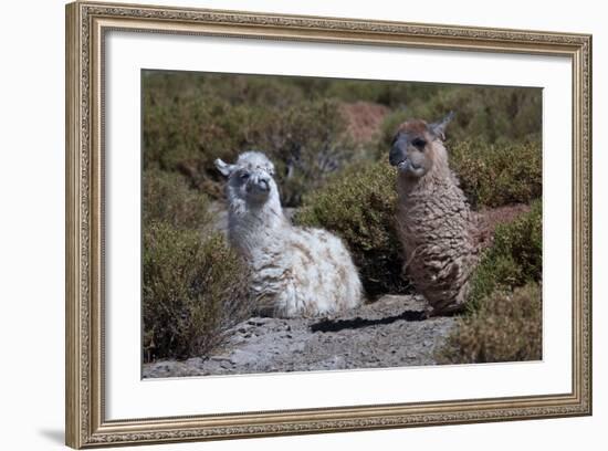 Chile, Andes Mountains, Tara Salt Lake. Close Up of Llamas Resting-Mallorie Ostrowitz-Framed Photographic Print