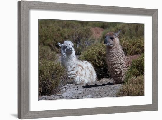 Chile, Andes Mountains, Tara Salt Lake. Close Up of Llamas Resting-Mallorie Ostrowitz-Framed Photographic Print