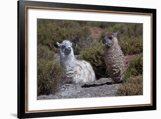 Chile, Andes Mountains, Tara Salt Lake. Close Up of Llamas Resting-Mallorie Ostrowitz-Framed Photographic Print