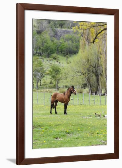 Chile, Aysen, Cerro Castillo. Horse in pasture.-Fredrik Norrsell-Framed Premium Photographic Print