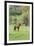 Chile, Aysen, Cerro Castillo. Horse in pasture.-Fredrik Norrsell-Framed Premium Photographic Print