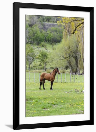 Chile, Aysen, Cerro Castillo. Horse in pasture.-Fredrik Norrsell-Framed Premium Photographic Print