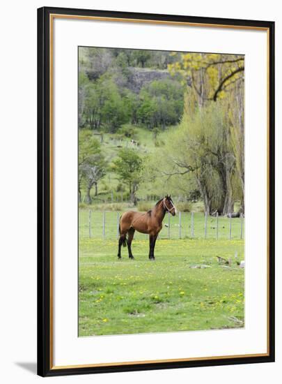 Chile, Aysen, Cerro Castillo. Horse in pasture.-Fredrik Norrsell-Framed Premium Photographic Print