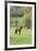 Chile, Aysen, Cerro Castillo. Horse in pasture.-Fredrik Norrsell-Framed Premium Photographic Print