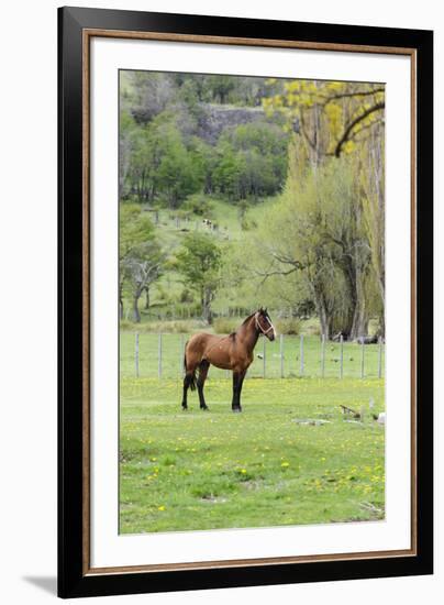 Chile, Aysen, Cerro Castillo. Horse in pasture.-Fredrik Norrsell-Framed Premium Photographic Print