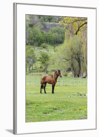 Chile, Aysen, Cerro Castillo. Horse in pasture.-Fredrik Norrsell-Framed Premium Photographic Print