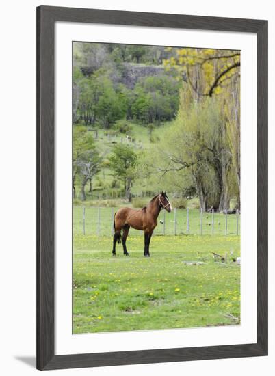 Chile, Aysen, Cerro Castillo. Horse in pasture.-Fredrik Norrsell-Framed Premium Photographic Print