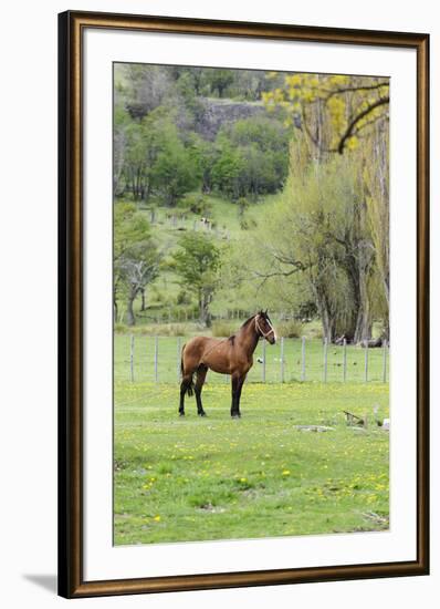 Chile, Aysen, Cerro Castillo. Horse in pasture.-Fredrik Norrsell-Framed Premium Photographic Print