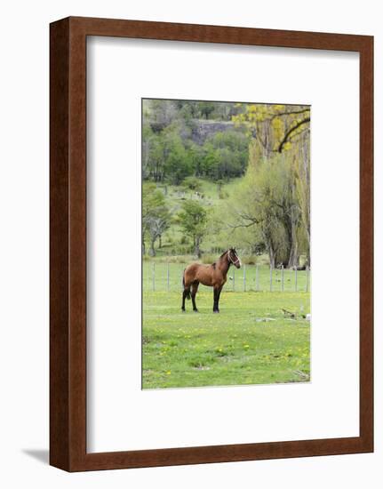 Chile, Aysen, Cerro Castillo. Horse in pasture.-Fredrik Norrsell-Framed Photographic Print