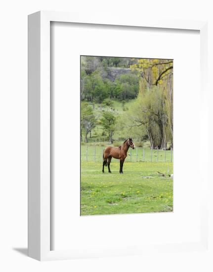 Chile, Aysen, Cerro Castillo. Horse in pasture.-Fredrik Norrsell-Framed Photographic Print